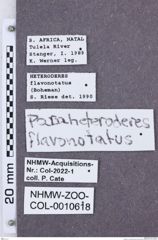 Etikette zu Paraheteroderes flavonotatus (NHMW-ZOO-COL-0010618)